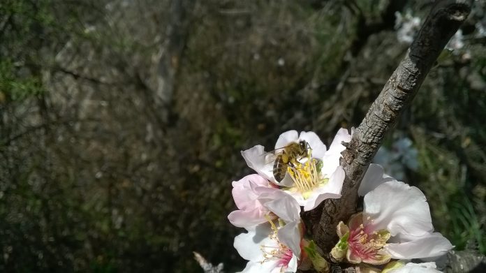 amygdalia