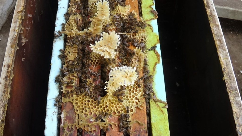 Άσπρο κερί κάτω από το ζυμάρι σημαίνει υγεία του μελισσιού και ποιότητα τροφής