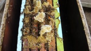 Άσπρο κερί κάτω από το ζυμάρι σημαίνει υγεία του μελισσιού και ποιότητα τροφής
