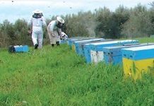 Άγρια Μέλισσα - Άρθρο στη Μελισσοκομική Επιθεώρηση