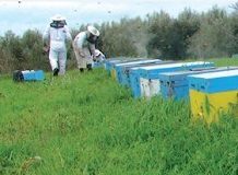 Άγρια Μέλισσα - Άρθρο στη Μελισσοκομική Επιθεώρηση