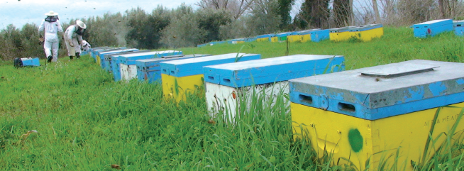 Άγρια Μέλισσα - Μελισσοκομική Επιθεώρηση