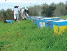 Άγρια Μέλισσα - Άρθρο στη Μελισσοκομική Επιθεώρηση Άγρια Μέλισσα - Άρθρο στη Μελισσοκομική Επιθεώρηση