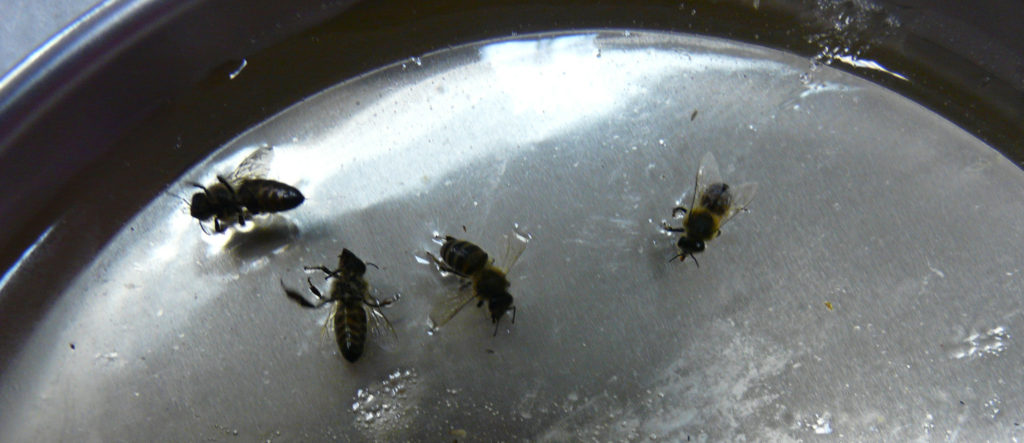Εικόνα 3 : Κολλημένες μέλισσες στο «λαστιχωτό» ζυμάρι.