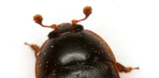 Aethina tumida