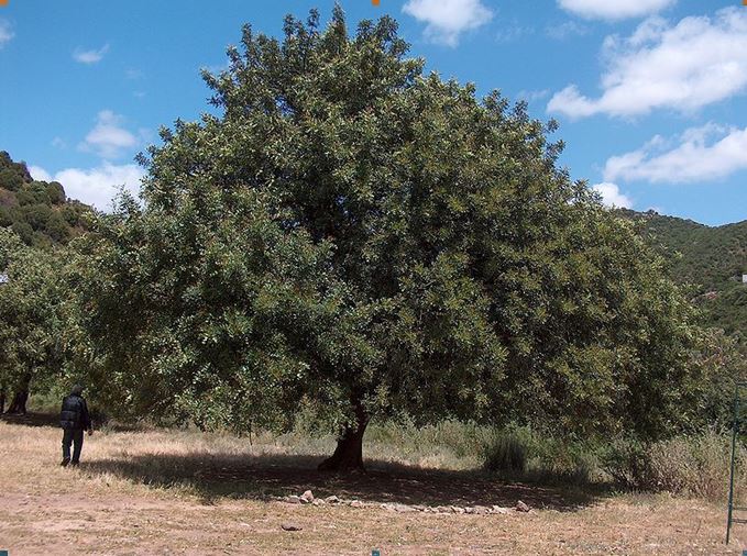 Εικ. 3. Δένδρο χαρουπιάς