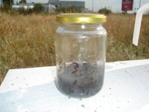 Εικ. 2. Μπορεί να χρησιμοποιηθεί και το μπλε (φωτιστικό) οινόπνευμα για τη θανάτωση μελισσών και βαρρόα