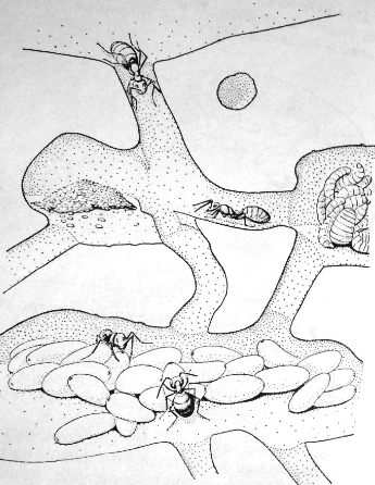 Σχ. 2. Εσωτερικό Μυρμηγκοφωλιάς