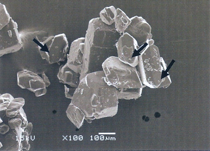 Εικόνα 2 : Φωτογραφία από ηλεκτρονικό μικροσκόπιο για τη σύγκριση κόκκων κρυσταλλικής ζάχαρης και αυτών της άχνης διαστάσεων 5μm (οι μικρές κουκίδες που σημειώνονται με τα μαύρα βέλη) που απαιτείται για την αποτελεσματική καταπολέμηση της βαρρόα
