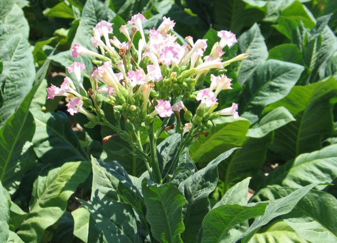 Nicotiana tabacum