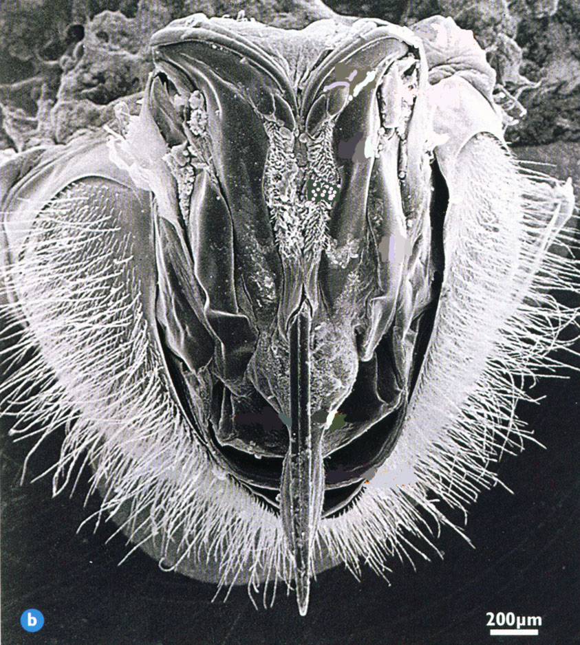 Εικόνα 1: Το κεντρί της μέλισσας 