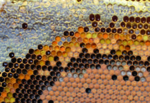 Εικόνα 2. Οι μέλισσες συχνά αποθηκεύουν τη γύρη δίπλα στο γόνο που εκτρέφουν.  