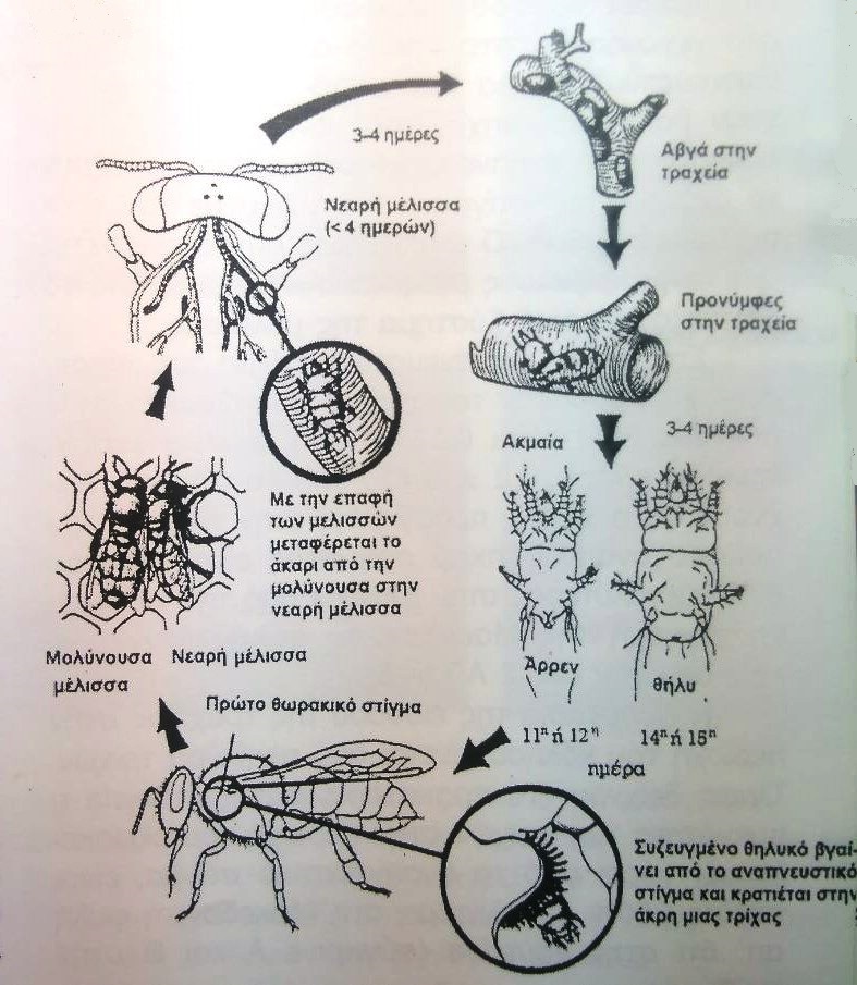  Εικ 1: Βιολογικός κύκλος του Acarapis Woodi