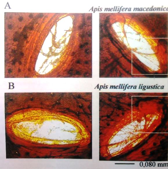 Α: Παρατήρηση του τρίτου αναπνευστικού στίγματος από την εξωτερική (αριστερή εικόνα) και την εσωτερική (δεξιά εικόνα) πλευρά του θώρακα στη μέλισσα Apis mellifera macedonica. Β: όπως και στο A αλλά στη μέλισσα Apis mellifera ligustica. Τα τετράγωνα δείχνουν τη θέση του μεγαλύτερου βαλβιδικού καλύμματος του στίγματος.