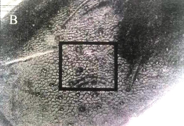 3β. Ligustica Εικόνες 3α & 3β: Φωτογραφίες από τον εξωσκελετό στην περιοχή γύρω από τον κόλπο του πρώτου αναπνευστικού στίγματος. Τα μαύρα στίγματα που παρατηρούνται είναι οι βάσεις των τριχών, οι οποίες είναι περίπου διπλάσιες στην μακεδονική φυλή, στη μονάδα επιφάνειας, από ότι στην ligustica.